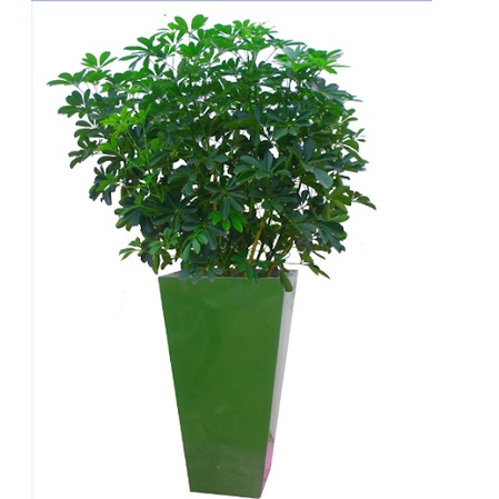 CÂY NGŨ GIA BÌ CHÂN CHIM LÁ XANH - cây giống ươm bầu