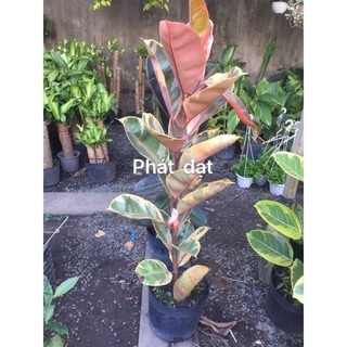 Cây đa cẩm thạch loại lớn ( chậu nhựa )