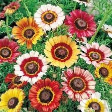100 hạt giống hoa cúc chi Mix