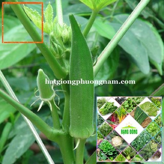 10GR - HẠT GIỐNG ĐẬU BẮP XANH CAO SẢN SIÊU LÙN Hạt Giống Nông Trại Xanh THE GARDEN