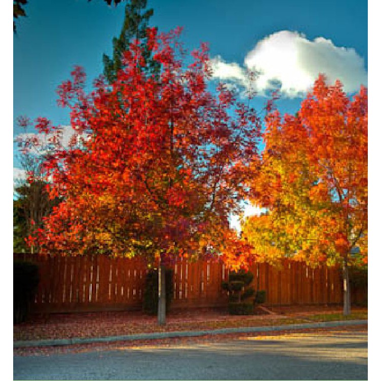 Hạt giống cây Phong Lá Đỏ Nhật Bản  - tăng viên nén ươm hạt