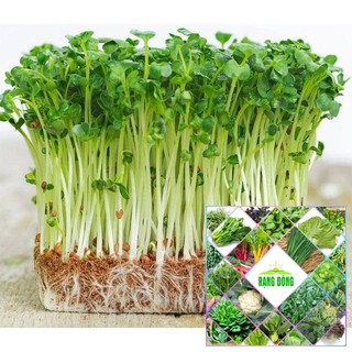 30 gram hạt giống rau muống
