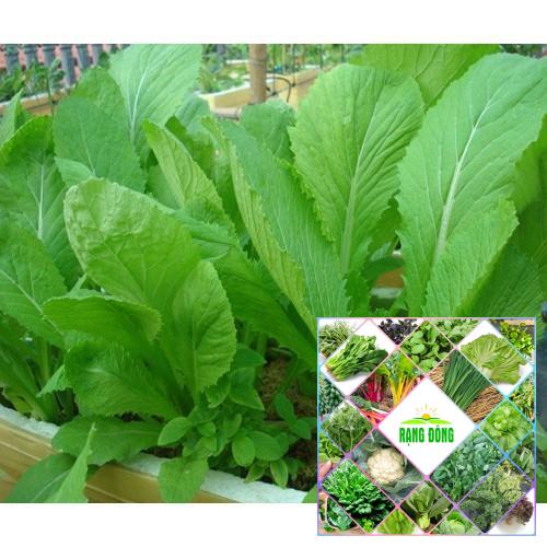 Gói 10 gr hạt giống cải mơ