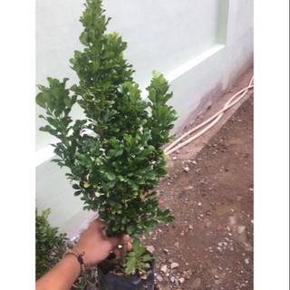 Cây ngâu giống rất đẹp giống chuẩn