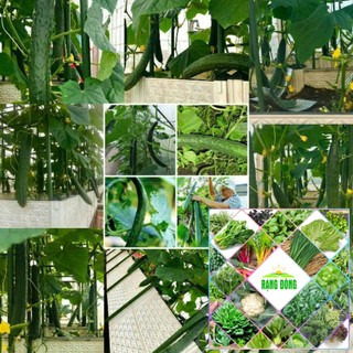Gói 15 hạt giống dưa chuột dài nhật