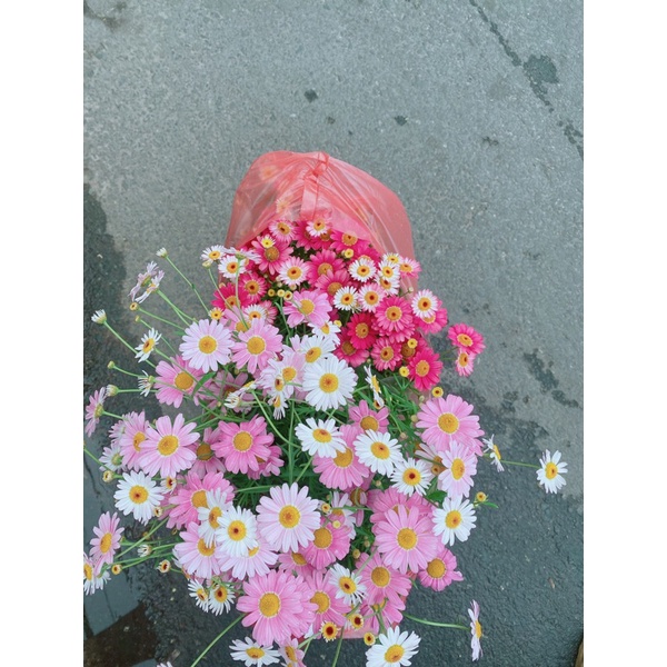 Cúc Hoạ Mi