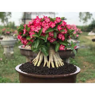 Cây giống hoa sứ thái kim tự tháp