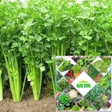 Gói 5 gr  giống rau cần tây HAT F1