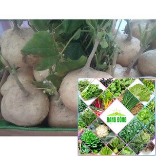 20 hạt giống củ đậu siêu ngọt HAT F1