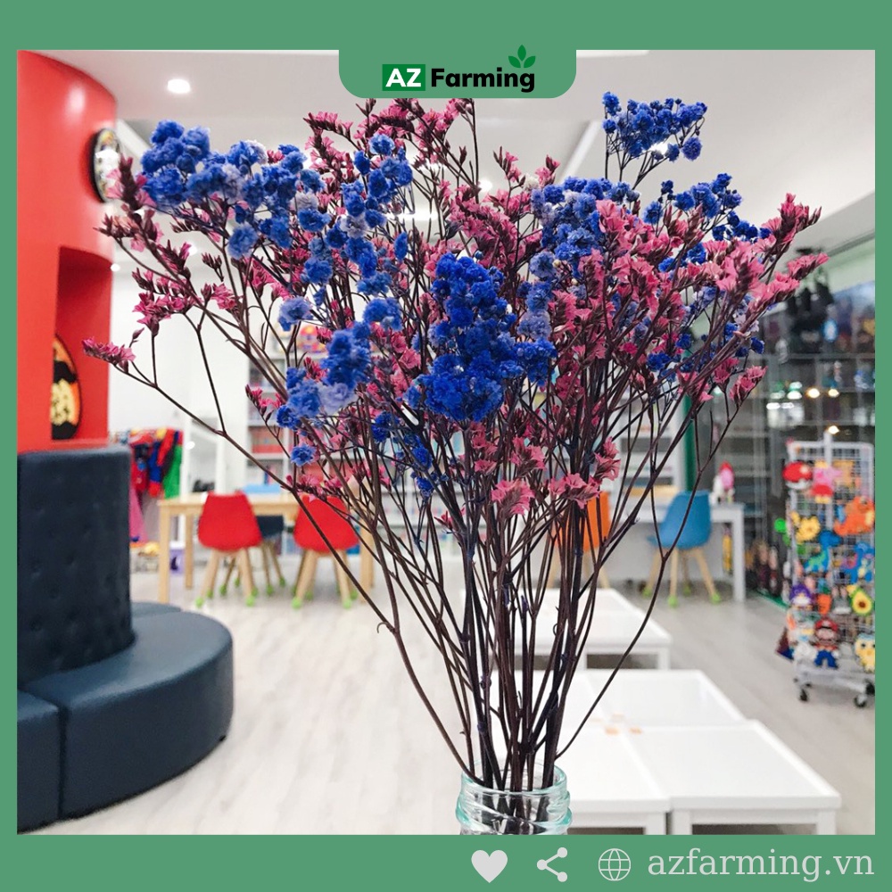 Hoa Sao Khô (Hoa Sao Thuỷ Tinh Khô) Bó 20g - AZ Farming