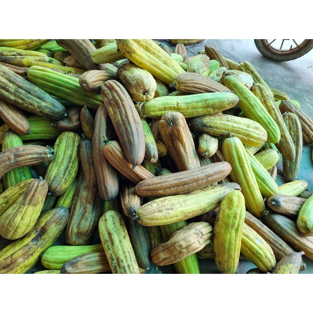 Xơ mướp dài 40-45cm