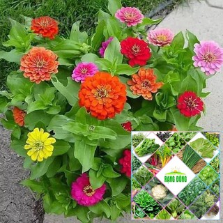 Gói 40 hạt giống cúc ngũ sắc nhiều màu