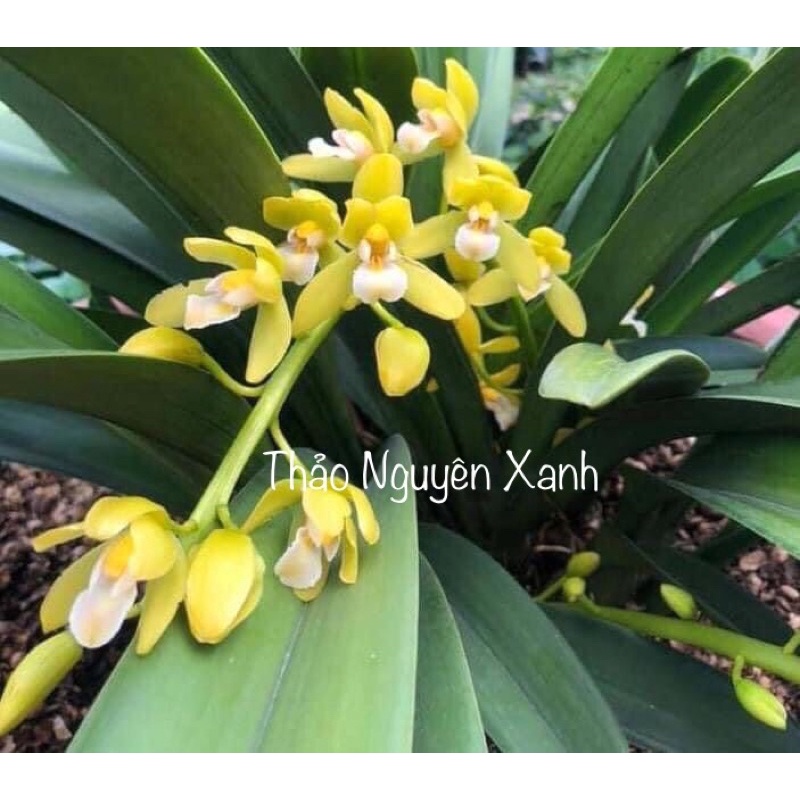 Kiếm Phan Trí Gieo Hạt - Chậu Phi 12