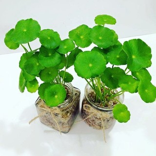 Rau má dù - sen dù lùn thủy sinh- cây giống
