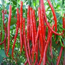 30 hạt giống ớt dài Hàn Quốc