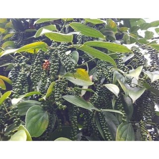 Hạt Tiêu đen ĐAKLAK 500gr- 1kg