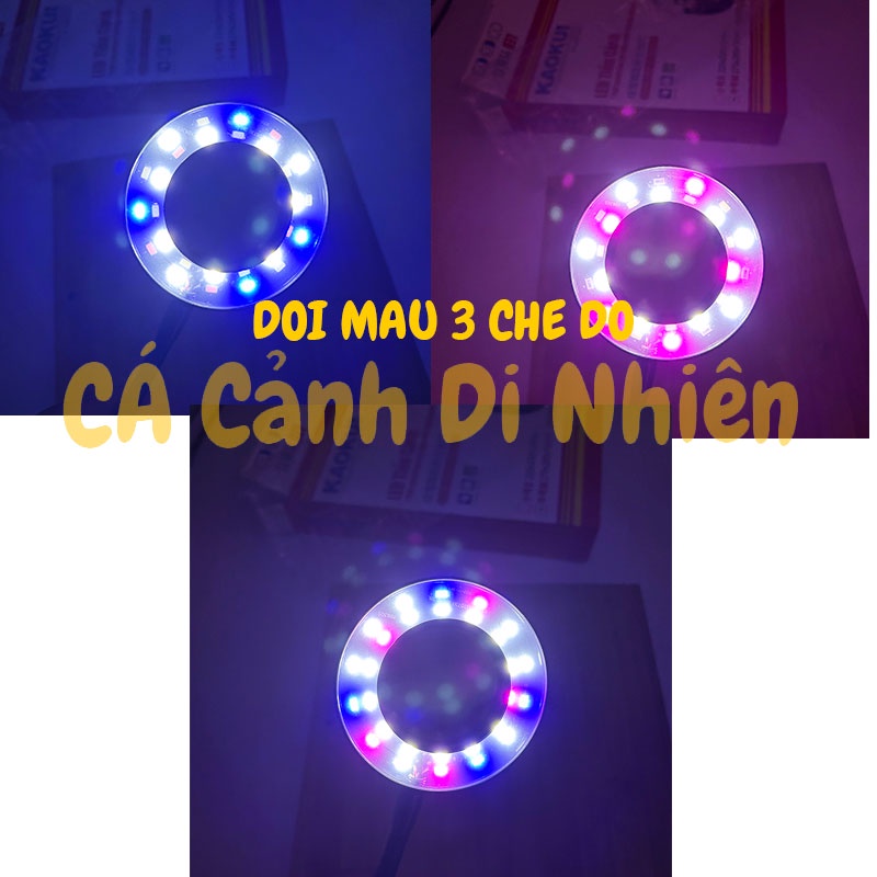 Đèn led đế gỗ 10W dùng cho bể cá hình tròn dưới 27 cm Terrarium