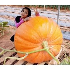 10 hạt giống bí ngô khổng lồ