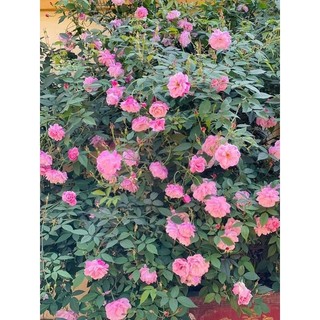 COMBO 5 Gốc Hoa Hồng Cổ hoa thơm nức