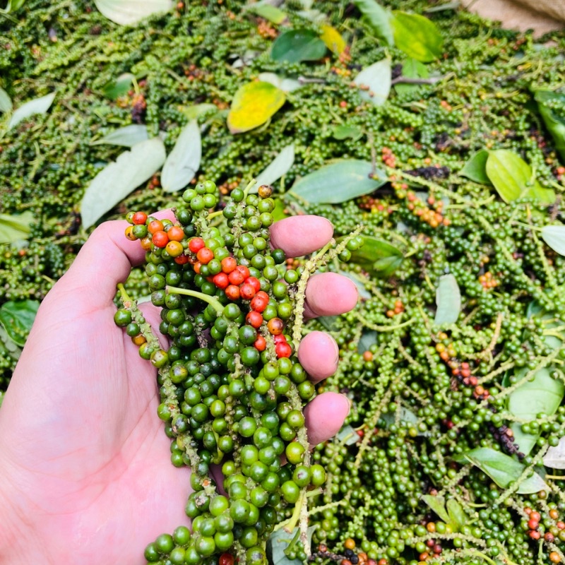 Hạt tiêu đen đăk-nông nhà trồng, hạt to