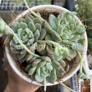 Sen Đá Dù Hồng ☔☔☔ Size Bầu - Trung