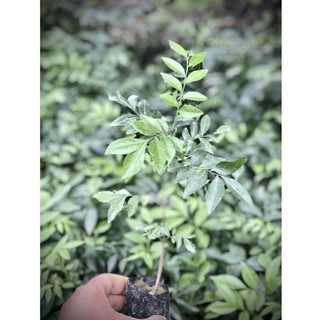 Cây mắc mật lấy,quả lá nướng thịt