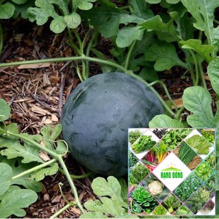 10 hạt giống dưa hấu đen ruột đỏ