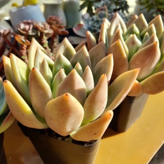Sen đá đế lai pha lê, hàng nhập Trung