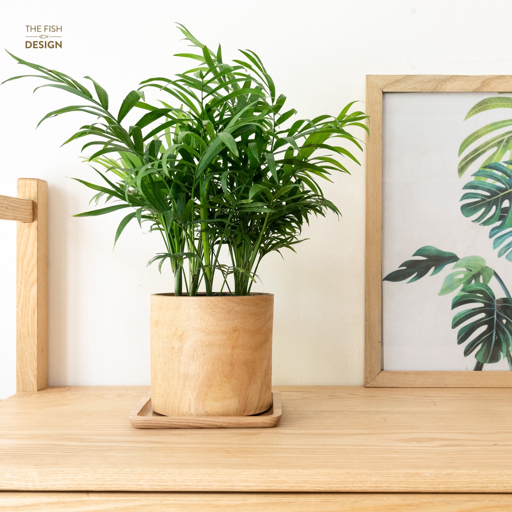 Chậu cây cau tiểu trâm | THE FISH DESIGN SIZE L ((trang trí trong nhà, phong thuỷ, để bàn làm việc,...)