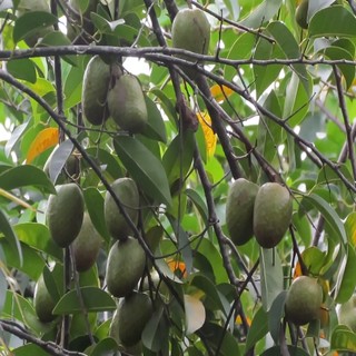 Trái Bình Bát tươi 1kg