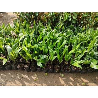 Cây cau ăn quả giống