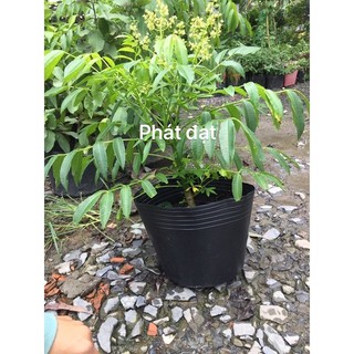 ( Chỉ giao HCM ko đi tỉnh) Cây cóc thái lùn . Đọc kỹ mô tả giúp shop