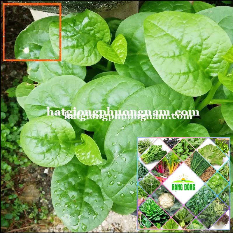 10GR - HẠT GIỐNG RAU MỒNG TƠI Hạt Giống Nông Trại Xanh THE GARDEN