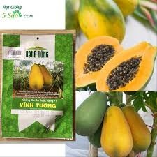 Hạt giống đu đủ ruột vàng cao sản 5 hạt
