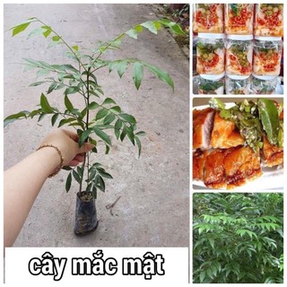 Cây giống mắc mật