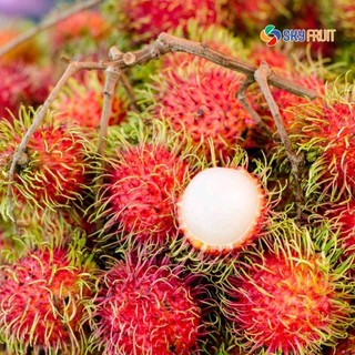 CÂY CHÔM CHÔM THÁI GHÉP_4463