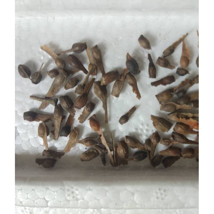 Hạt giống cây Phong Lá Đỏ Nhật Bản  - tăng viên nén ươm hạt