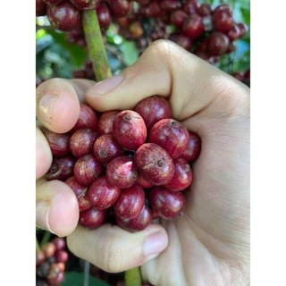 cà phê Robusta nhà trồng