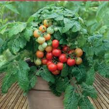 hạt giống cà chua cherry lùn đỏ 50 hạt