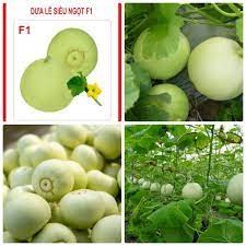 30 hạt giống dưa lê siêu ngọt