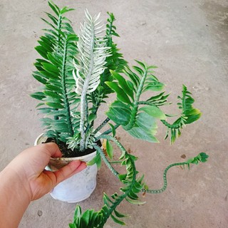 Cây Chân Rết - Cây cảnh mini