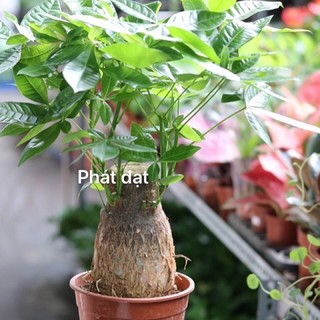 Kim ngân 1 củ to