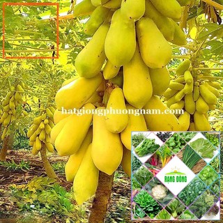 10H - HẠT GIỐNG ĐU ĐỦ VỎ VÀNG Hạt Giống Nông Trại Xanh THE GARDEN