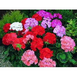 100 hạt giống hoa phong lữ mix màu