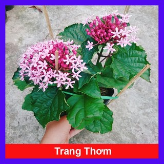 Cây trang thơm - Cây cảnh trong nhà