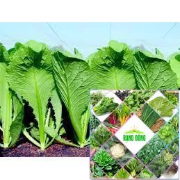10 gr hạt giống cải bẹ xanh mỡ HAT F1