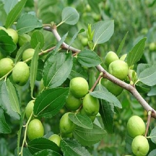 Lá Táo tươi 1kg