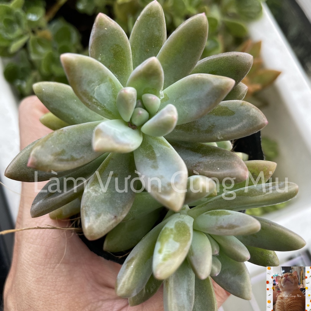Sen Đá Pha Lê 🧊🧊🧊 - Size Bầu