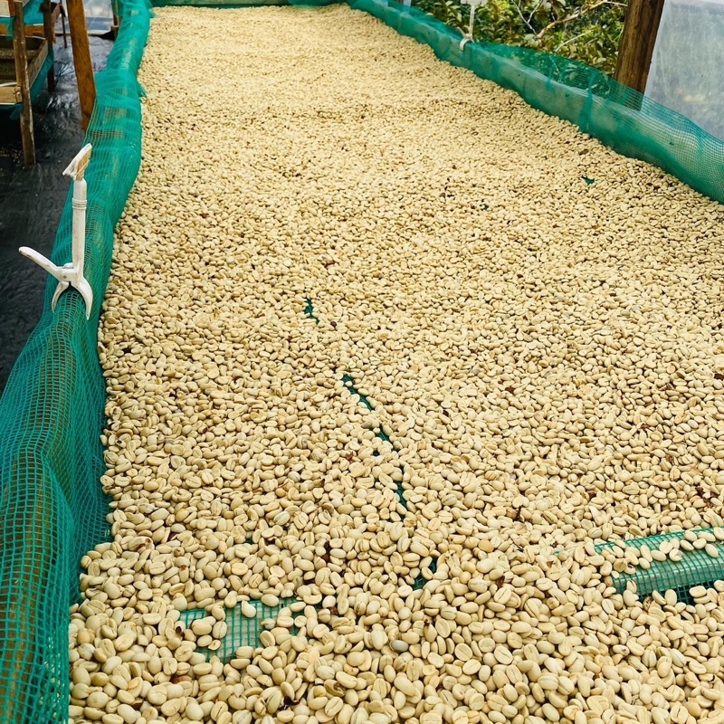 Cà phê nhân xanh Arabica Cầu Đất Đà Lạt / 500gr