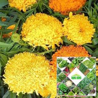 Gói 50 hạt giống cúc vạn thọ mix màu
